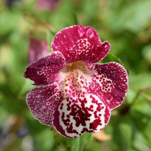 250 TIGER MONKEY Mixed Colors Mimulus Tigrinus Flower Seeds *Comb S/H