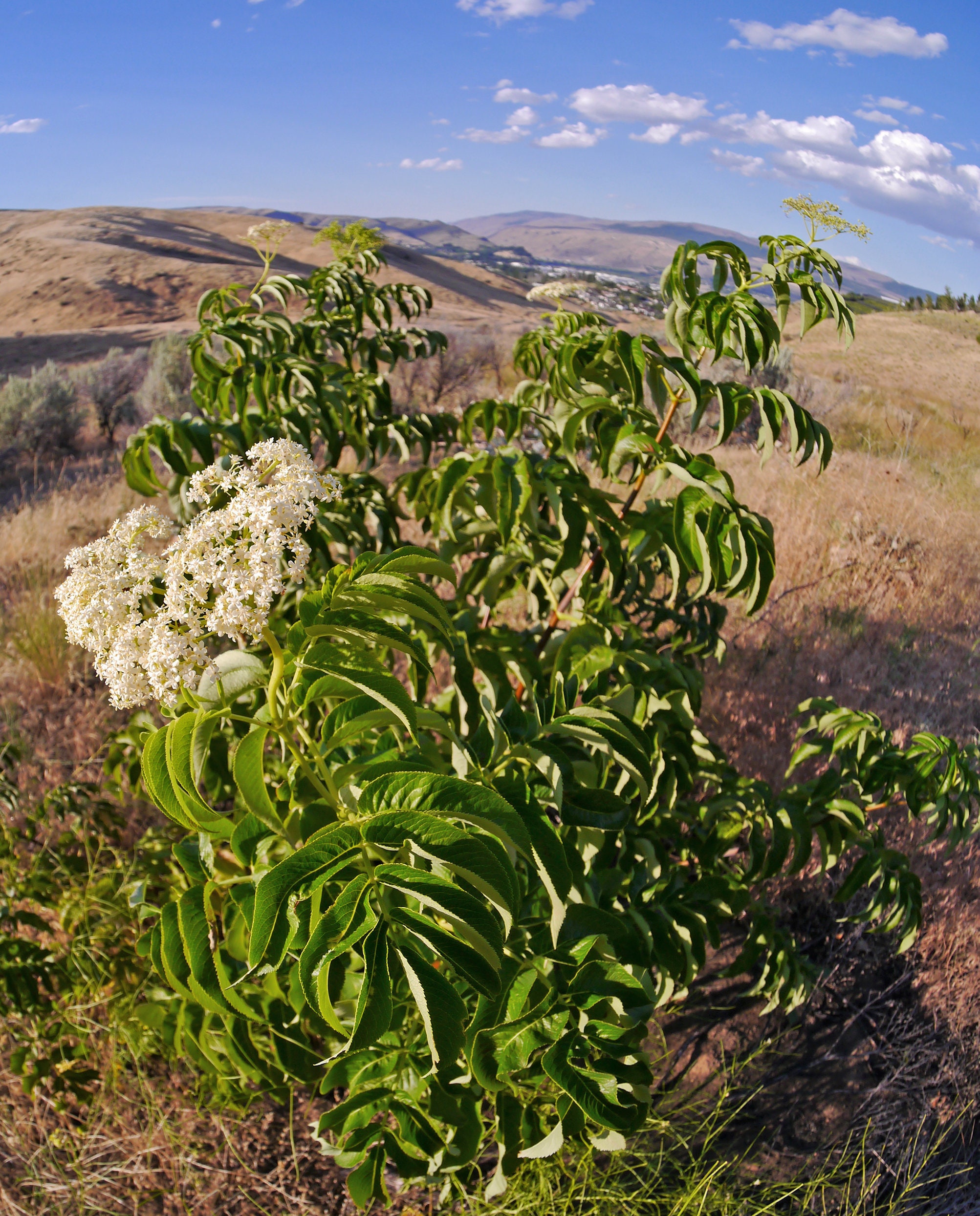 50 BLUE ELDERBERRY Sambucus Caerulea Arizona Blue Elder Tree Shrub