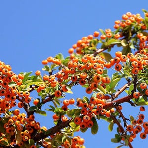 thumbnail image 2 of Seaberry Sea Buckthorn Tree Seeds – Hippophae Rhamnoides Fruit Seeds For Planting (Up To 2000 PCS) 2 of 6