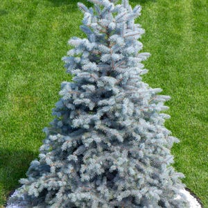 50 Colorado BLUE SPRUCE Tree Picea Pungens Glauca Christmas Tree White Silver Spruce Evergreen Seeds