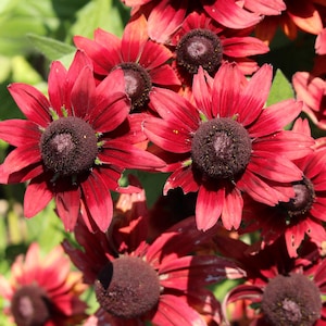 20 CHERRY BRANDY RUDBECKIA Hirta Bicolor Red Black Eyed Susan Flower Seeds