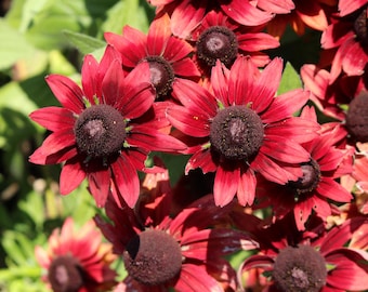 20 CHERRY BRANDY RUDBECKIA Hirta Bicolor Red Black Eyed Susan Flower Seeds