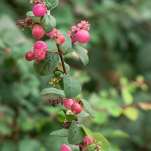 25 CORALBERRY Shrub Flower Pink Indian Currant Symphoricarpos Orbiculatus Seeds image 4