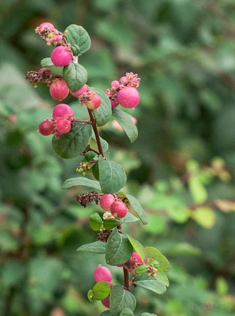 25 CORALBERRY Shrub Flower Pink Indian Currant Symphoricarpos Orbiculatus Seeds image 4