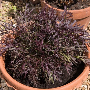 200 Semillas vegetales de mostaza MIZUNA con rayas rojas, verdes japoneses, Brassica Juncea