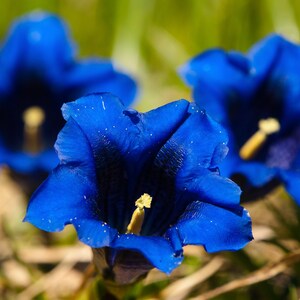 15 Blue STEMLESS GENTIAN Gentiana Acaulis Kochiana Flower Seeds Flat Shipping image 4