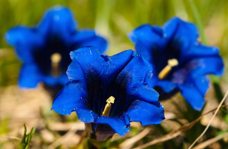 15 Blue STEMLESS GENTIAN Gentiana Acaulis Kochiana Flower Seeds Flat Shipping image 4