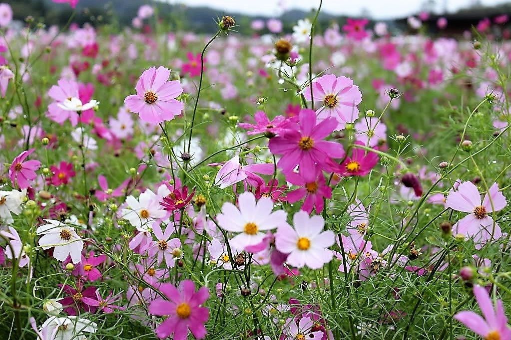 350 COSMOS SENSATION MIX Mixed Colors Cosmos Bipinnatus Flower Etsy