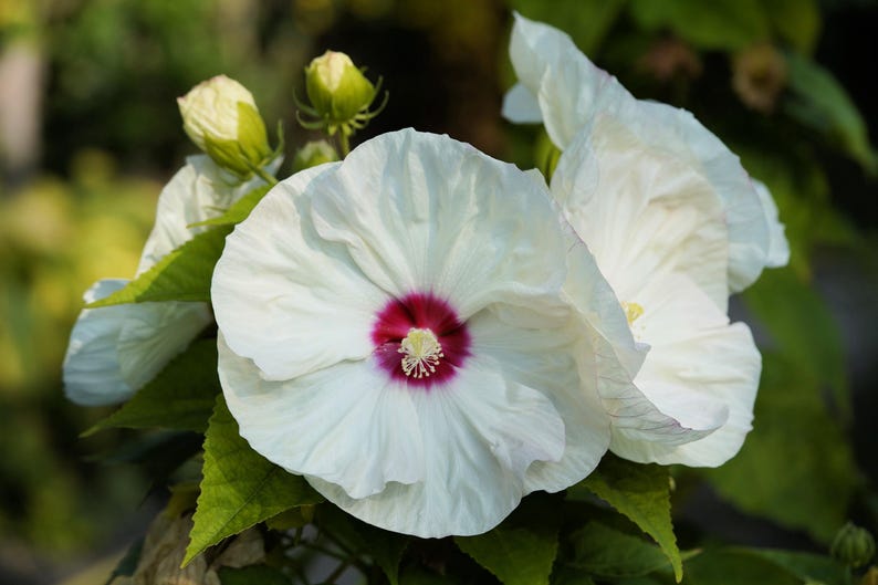 Seedville Luna Hibiscus Flower Seeds