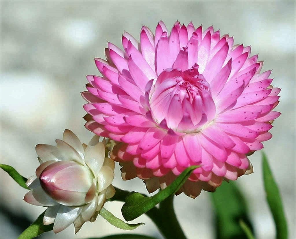 50 PINK DOUBLE STRAWFLOWER Helichrysum Bracteatum Flower Seeds Etsy