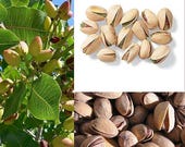 5 PISTACHIO NUT TREE Pistacia Vera Fruit Red Flowers Seeds *Combined Shipping