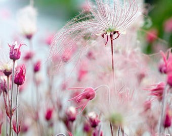 25 PRAIRIE SMOKE Geum triflorum benoître pourpre des prés graines de fleurs roses