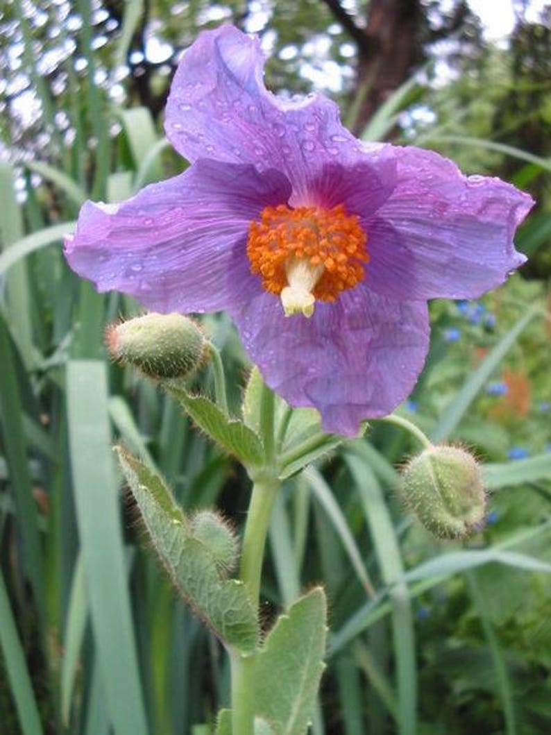 10 GEMENGDE HIMALAYA POPPY Blauw Rood Violet Meconopsis Napaulensis Mix Bloemzaden afbeelding 3