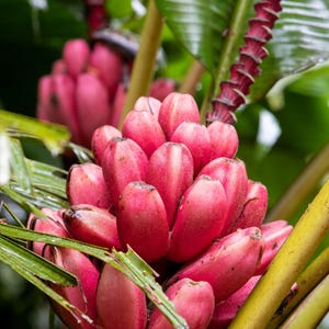 5 DWARF PINK BANANA Velvet Musa Velutina Flowering Fruit Tree Seeds
