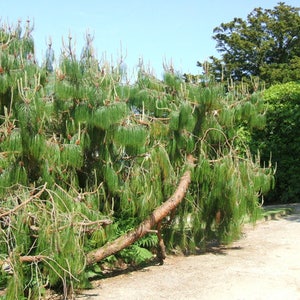 30 Mexican WEEPING PINE TREE Evergreen Pinus Patula Seeds Flat Shipping image 5