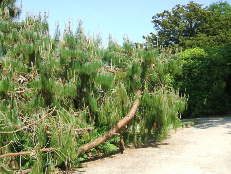 30 Mexican WEEPING PINE TREE Evergreen Pinus Patula Seeds Flat Shipping image 5