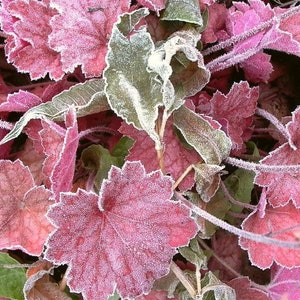 1200 Mixed Colors CORAL BELLS HEUCHERA Shade Flower Seeds image 10