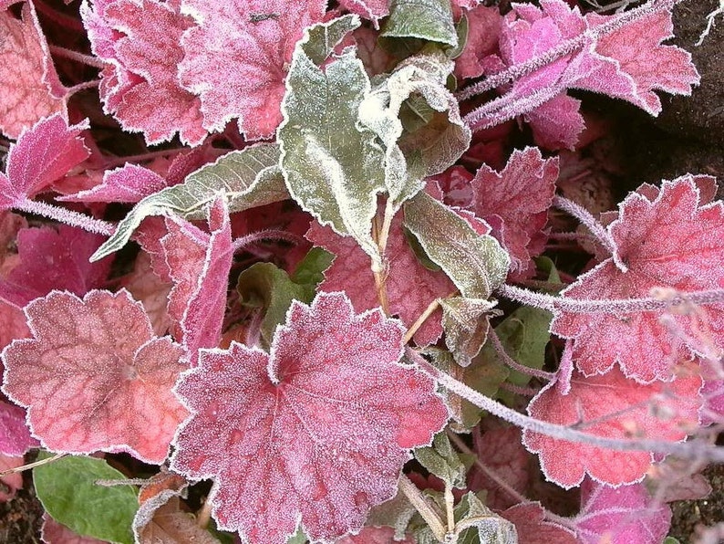 1200 Mixed Colors CORAL BELLS HEUCHERA Shade Flower Seeds image 10