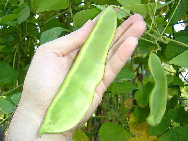 20 FORDHOOK LIMA BEAN Phaseolus Lunatus Bush Bean Vegetable Seeds.