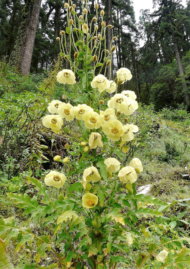 10 MIXED HIMALAYAN POPPY Blue Red Violet Meconopsis Napaulensis Mix Flower Seeds image 5