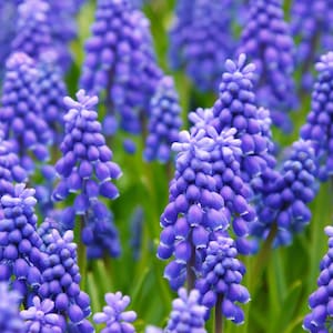 20 GRAPE HYACINTH Muscari Armeniacum Fragrant Blue Purple Ground Cover Flower Seeds