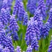 see more listings in the Perennial Flower Seeds section