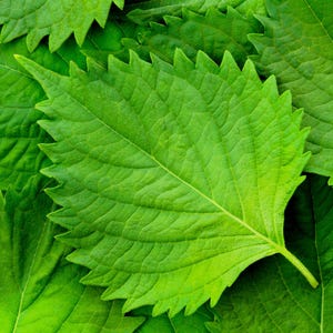 300 GRÜNE SHISO aka PERILLA Frutescens Zierkraut Samen