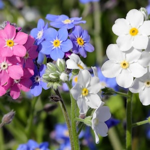 100 gemischte VERGISSMEINNICHT Rosa Blau Weiß Mix Myosotis Alpestris Blumensamen * Flat Versand
