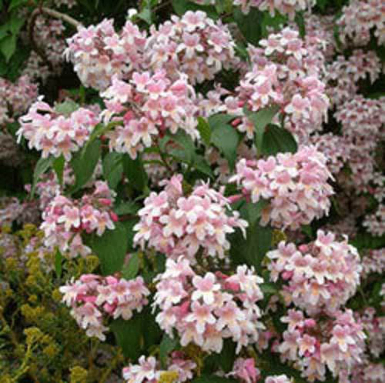 10 BEAUTY BUSH SHRUB Beautybush Kolkwitzia Amabilis Pink & Etsy