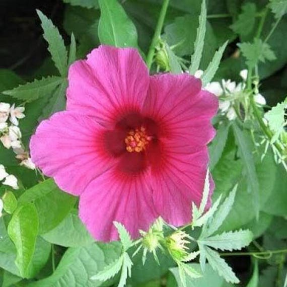 10 Graines De Fleur Rouge Kénaf Hibiscus Cannabinus Chanvre Indien Peigne Sh