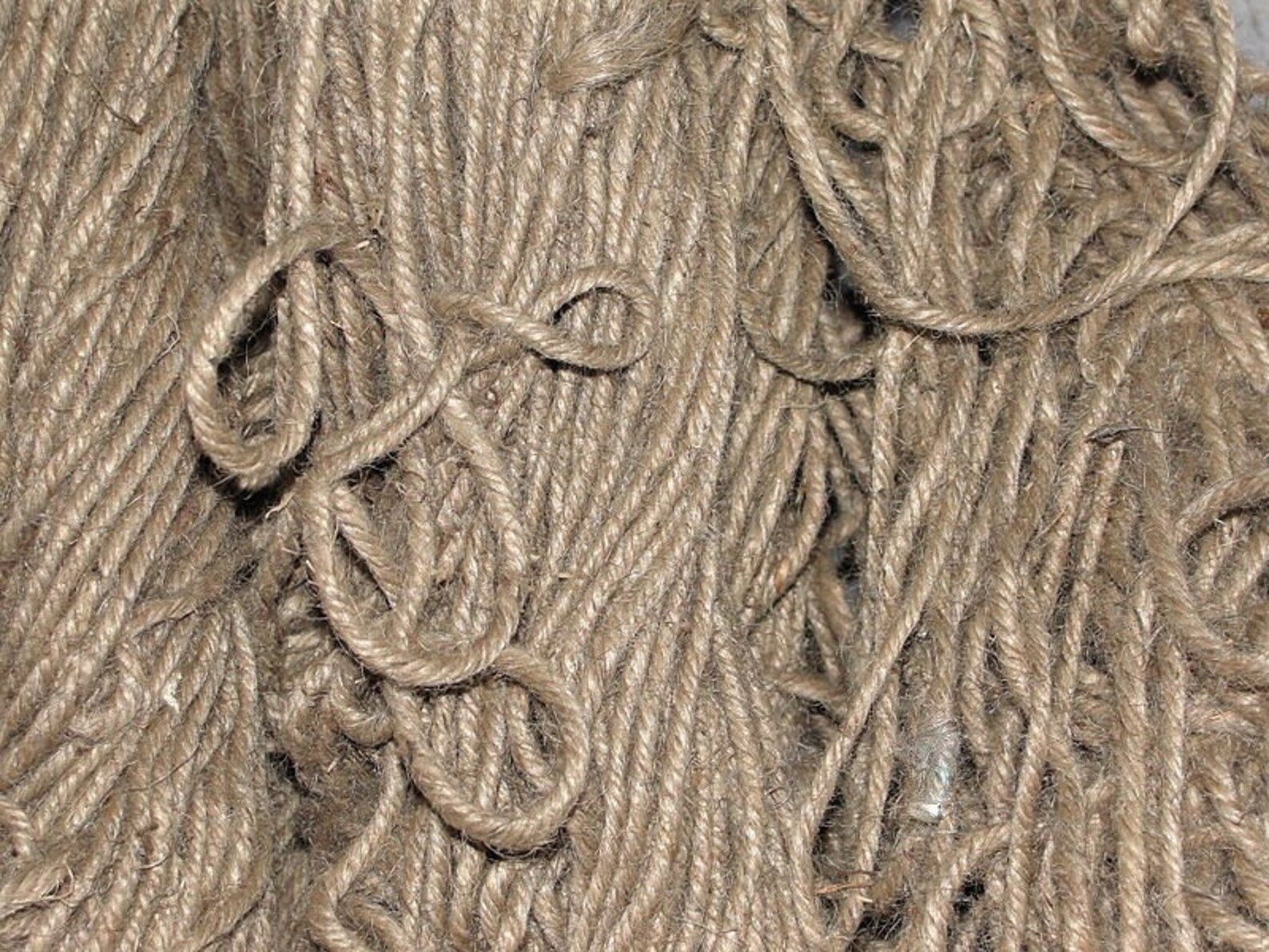 100 TOSSA JUTE Mallow Corchorus Olitorius African Sorrel Bush Etsy