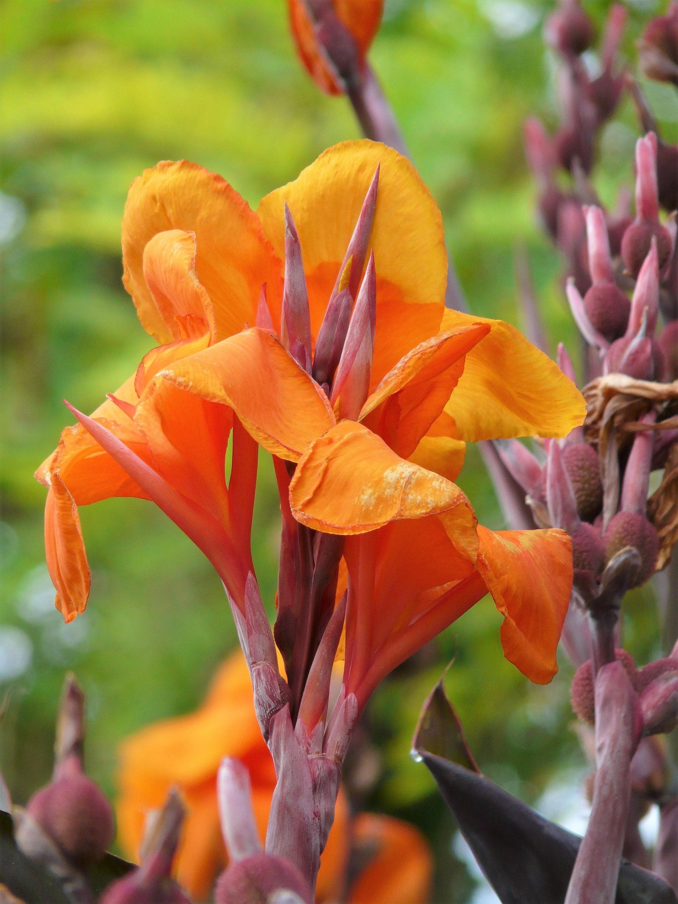 Dwarf Canna Lily - Etsy