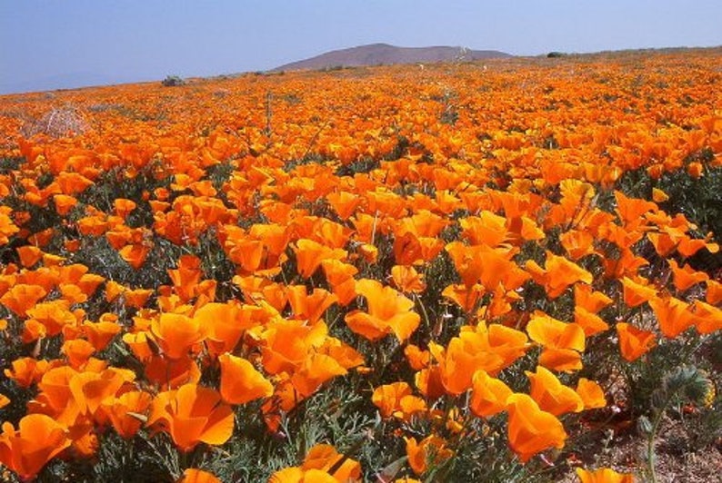 1000 MIXED Colors CALIFORNIA POPPY ballerina / Mission Bells - Etsy