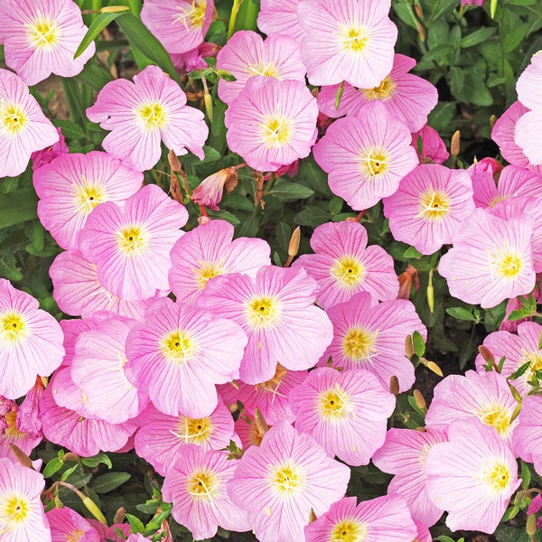 1000 Semillas de flores de Oenothera Speciosa (Damas rosadas / Tarde mexicana) llamativas PINK EVENING Primrose