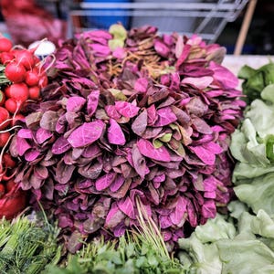 150 TRIPLE PURPLE ORACH Mountain Spinach Atriplex Hortensis Leaf Vegetable Purple Greens Seeds