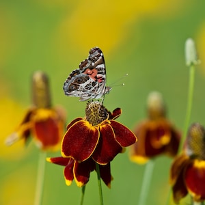 500 MEXICAN HAT Ratibida Columnaris Columnifera Red & Yellow Native Flower Seeds