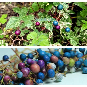 10 bunte PORZELLANBEEREN VINE Ampelopsis Brevipedunculata Elegans Ampelopsis Glandulosa Amur Pfefferweinbeere Blau Rosa Lila Beeren Samen