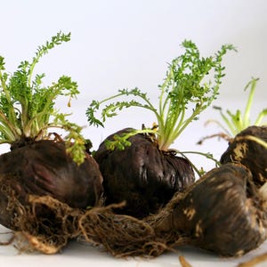 May include: Four dark brown maca root tubers with green leafy stems growing from the top. The roots are clustered together on a white surface.
