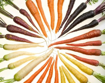 500 RAINBOW CARROT MIX White Red Yellow Purple Orange Daucus Carrota Seeds *Flat Shipping