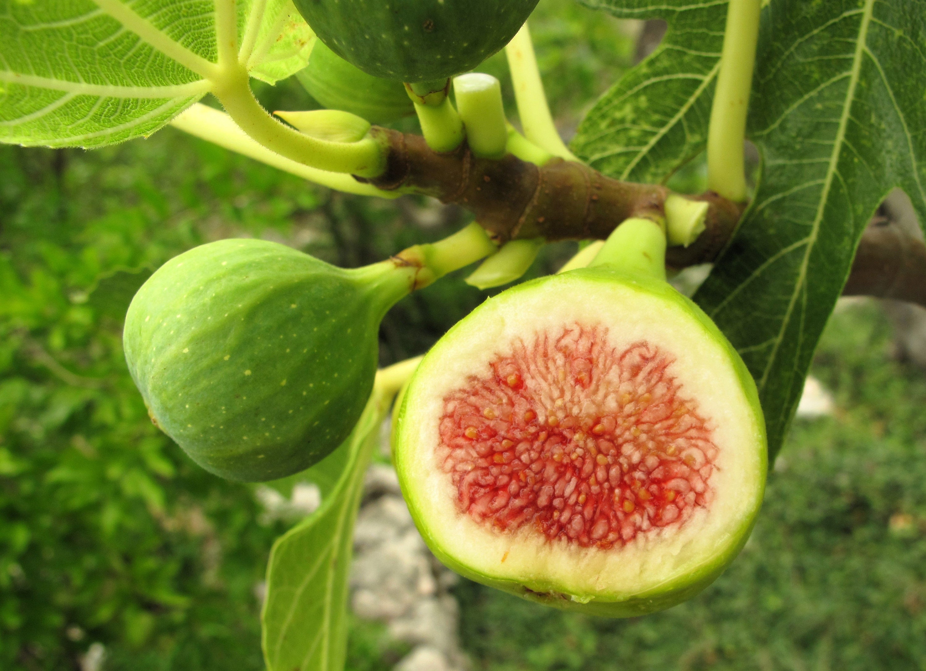 30 COMMON Edible FIG TREE Ficus Carica Purple Brown Skin Pink Flesh ...