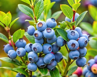 オーガニックハイブッシュブルーベリー（Vaccinium Corymbosum）の種子