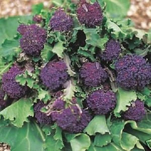 200 PURPLE SPROUTING BROCCOLI Brassica Oleracea Vegetable Seeds *Comb S/H