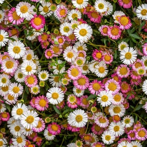 50 SANTA BARBARA DAISY Mexican Fleabane Erigeron Karvinskianus Tricolor Mixed Colors White Pink Purple Flower Seeds