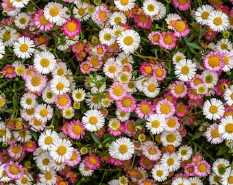 50 graines de marguerite de Santa Barbara (Erigeron karvinskianus tricolore, couleurs mélangées : blanc, rose et violet)
