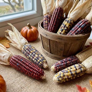 50 Indian MINI MIX MAÍZ Miniatura 4" Orejas Ornamentales Zea Mays Semillas Vegetales