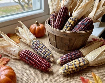 50 Indian MINI MIX CORN Miniature 4" Ears Ornamental Zea Mays Vegetable Seeds