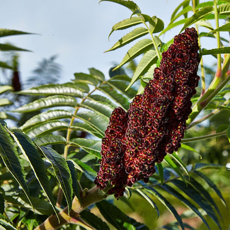 50 STAGHORN SUMAC TREE Rhus Typhina Yellow Flowers Red Berries Etsy