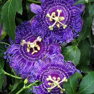 10 Purple PASSION FLOWER Passion FRUIT Granadilla Passiflora Incarnata Vine Seeds