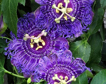 10 lila PASSIONSBLOMMA Passionsfrukt Granadilla Passiflora Incarnata vinfrön