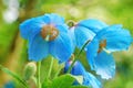 10 BLUE HIMALAYAN POPPY Tibetan Meconopsis Betonicifolia Flower Seeds *Flat Shipping